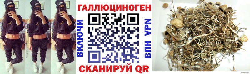Галлюциногенные грибы Psilocybe  Новозыбков 