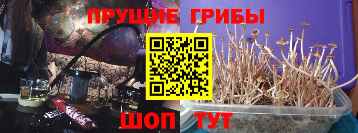 Псилоцибиновые грибы GOLDEN TEACHER Новозыбков